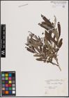 Foto von Salix candida Flüggé ex Willd.